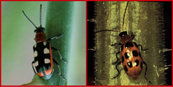Common asparagus beetle adult (left) and spotted asparagus beetle adult (right). Photos courtesy of Karen Delahaut