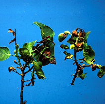 Death of lilac branch tips and leaves due to bacterial blight.