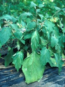 Wilting of eggplant due to black walnut toxicity.