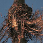 Crown Gall | Plant Disease Diagnostics Clinic