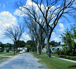 Dutch elm disease has led to the loss of the American elm as a street tree.