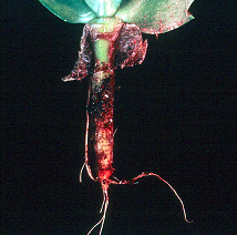 Root damage due to feeding by fungus gnat larvae. Photo courtesy of Karen Delahaut
