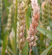 Fusarium head blight can cause grain heads to become completely bleached.
