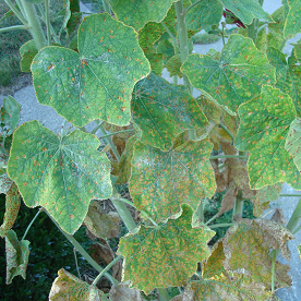 Hollyhock rust causes orange to yellow spots on leaves of hollyhock and other plants in the mallow family. (Photo courtesy of Stephanie Porter)