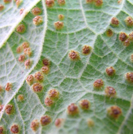 Brown to dark-red bumps on the undersurface of leaves is typical of hollyhock rust. (Photo courtesy of Tom Creswell, Purdue University)