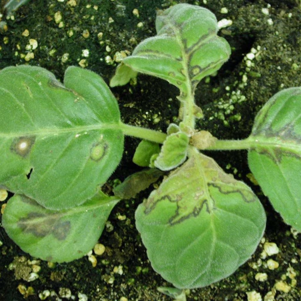 Impatiens Necrotic Spot (INSV) Plant Disease Diagnostics Clinic