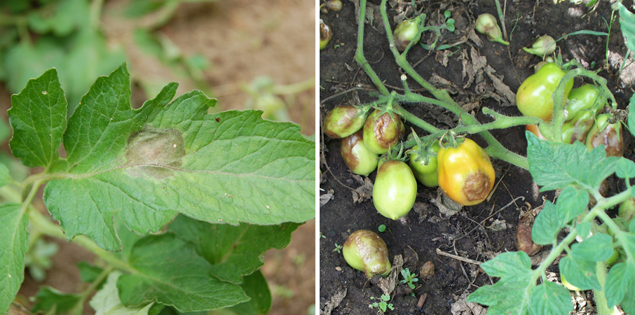 On tomato leaves (left), late blight leads to brown-black, water-soaked, oily areas that may have a white-gray fuzzy look. On tomato fruits (right), late blight leads to large, often sunken, golden- to chocolate-brown, firm spots with distinct rings.