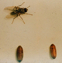 Onion_Maggot | Plant Disease Diagnostics Clinic