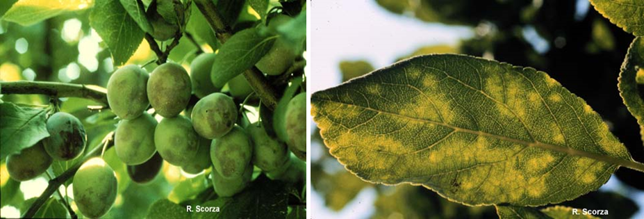 Plum pox symptoms on immature plum fruits (left), and a plum leaf (right). (Photographs courtesy of R. Scorza and obtained from West Virginia University at http://www.caf.wvu.edu/kearneysville/wvufarm1.html)