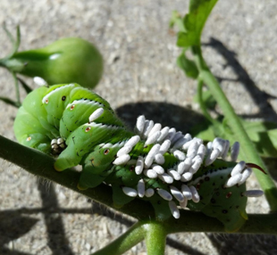 A tobacco hornworm covered with eggs of a parasitic brachonid wasp. (Photo courtesy of Deb Zaring)