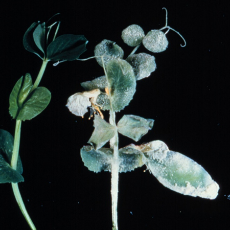 Peas are another vegetable that can have severe powdery mildew problems.