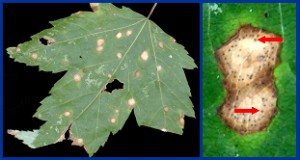 Purple-Bordered Leaf Spot | Plant Disease Diagnostics Clinic