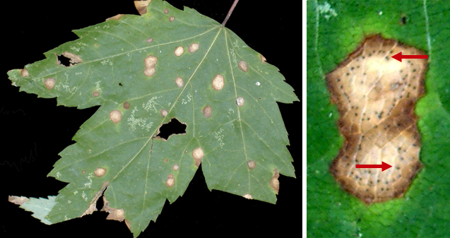 Purple-bordered leaf spot (l).  Within the leaf spots (r), small, black, pimple-like fungal fruiting bodies form (red arrows).  