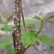 Anthracnose on raspberry canes. Note the sunken, gray centers and raised, purple edges. (Photo courtesy of Patricia McManus)