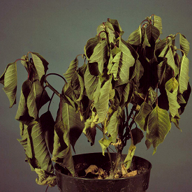 Wilting of poinsettia associated with Pythium root rot.