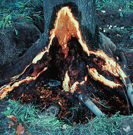 Discoloration of maple crown and roots typical of Phytophthora root/crown rot.