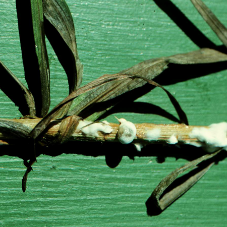 White mold can be destructive on ornamentals such as Liatris.