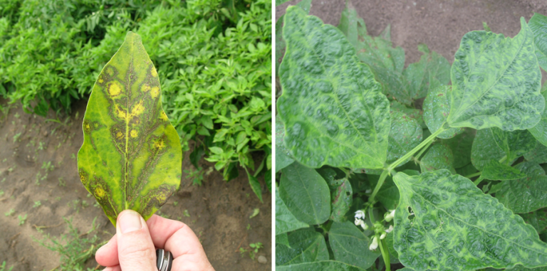 Cucumber Mosaic | Plant Disease Diagnostics Clinic