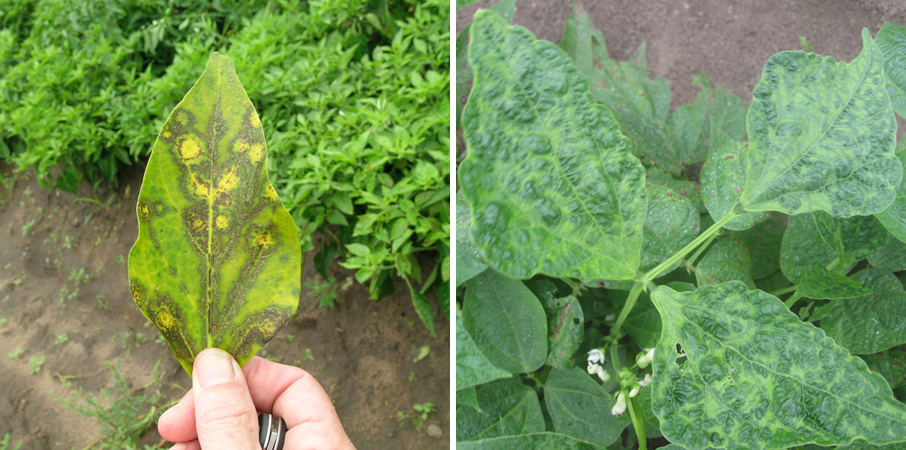 Cumber mosaic on pepper (left) showing yellowing and ring spots, and on broad bean (right) showing mosaic and puckering of leaf tissue. (Photos courtesy of Russ Groves)