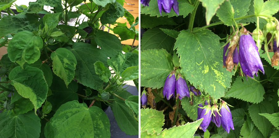 Cumber mosaic on hibiscus (left) showing mosaic and puckered leaves, and on bluebell (right) showing mosaic and line patterns. (Photos courtesy of Brian Hudelson)