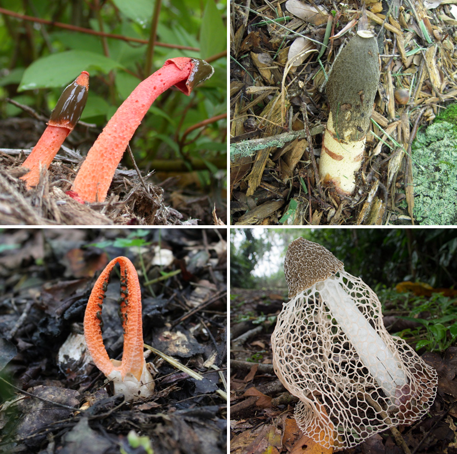 Stinkhorns come in many shapes and sizes. They produce foul odors and slimes that attract flies. [Photos (clockwise from the upper left) courtesy of Tom Volk (http://TomVolkFungi.net), Ted Geibel, Troy Bartlett and Gloria Schoenholtz]