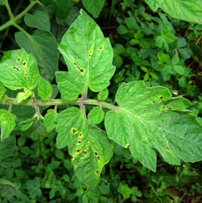 Bacterial Spot of Tomato | Plant Disease Diagnostics Clinic