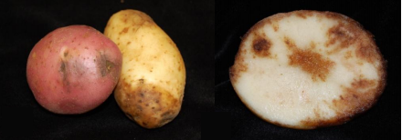 LateBlightonPotatoTubers | Plant Disease Diagnostics Clinic