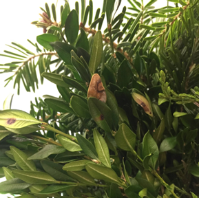 Leaf spots typical of boxwood blight on boxwood sprigs in a holiday wreath. (Photo courtesy Purdue PPDL)
