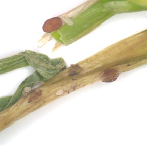 Sclerotia (survival structures) of Typhula incarnata are small and red or rust-colored.