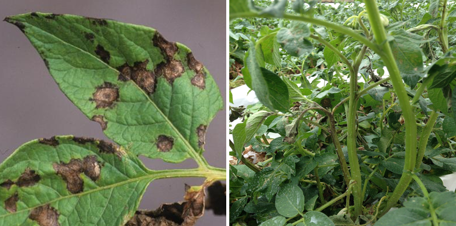 Leaf spots with concentric rings (left) and stem streaking (right) typical of potato plants due to Tomato spotted wilt. Photos courtesy of G. J. Holmes (left) and Joshua Kunzman (right).