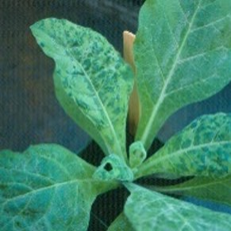 Tobacco mosaic causing a blotchy light and dark coloring (mosaic) of tobacco leaves.