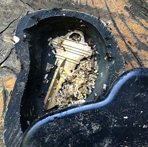 An odorous house ant colony in a “hide-a-key” rock stored outdoors