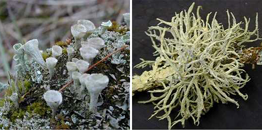 There are many types of lichens. Crustose lichens (left) are crust-like and adhere tightly to the surface upon which they grow. Foliose lichens (right) are leaf-like and composed of flat sheets of tissue that are not tightly bound.