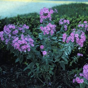Modifying the environment in your garden can help prevent diseases like powdery mildew, shown here on phlox. 