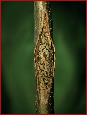 Thyronectria canker leads to sunken areas on honeylocust branches that are peppered with black spots. 